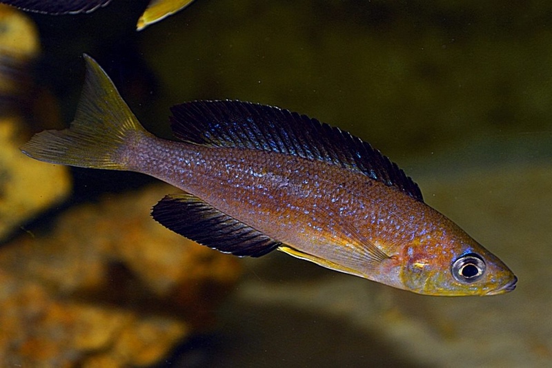 Cyprichromis microlepidotus 'Karilani Island'